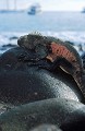 Iguanes marins (Amblyrhynchus cristatus)  - île de Española - Galapagos Ref:36863
